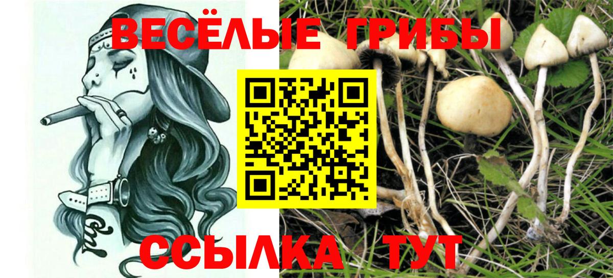 Галлюциногенные грибы Psilocybine cubensis Чайковский